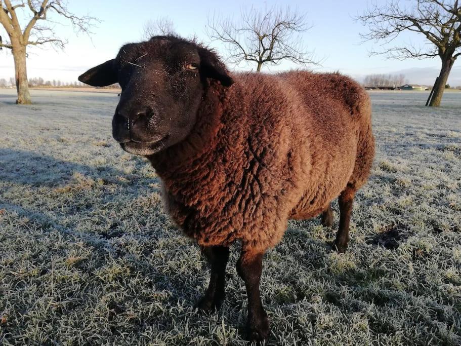 't Winkeltje - Vakantiehuisje op boerderij Huize Blokland Hem Buitenkant foto